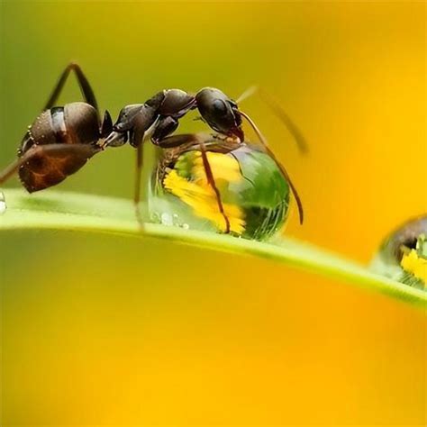 水裡有螞蟻|螞蟻怎麼消滅？達人親身實證「滅蟻4招」：原來家裡。